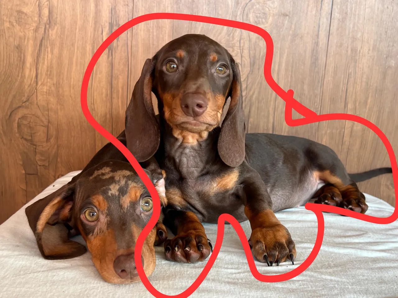 Vendo Dachshund