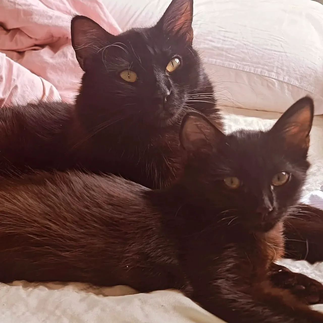 Filhote de Gato Angora65570229911427122
