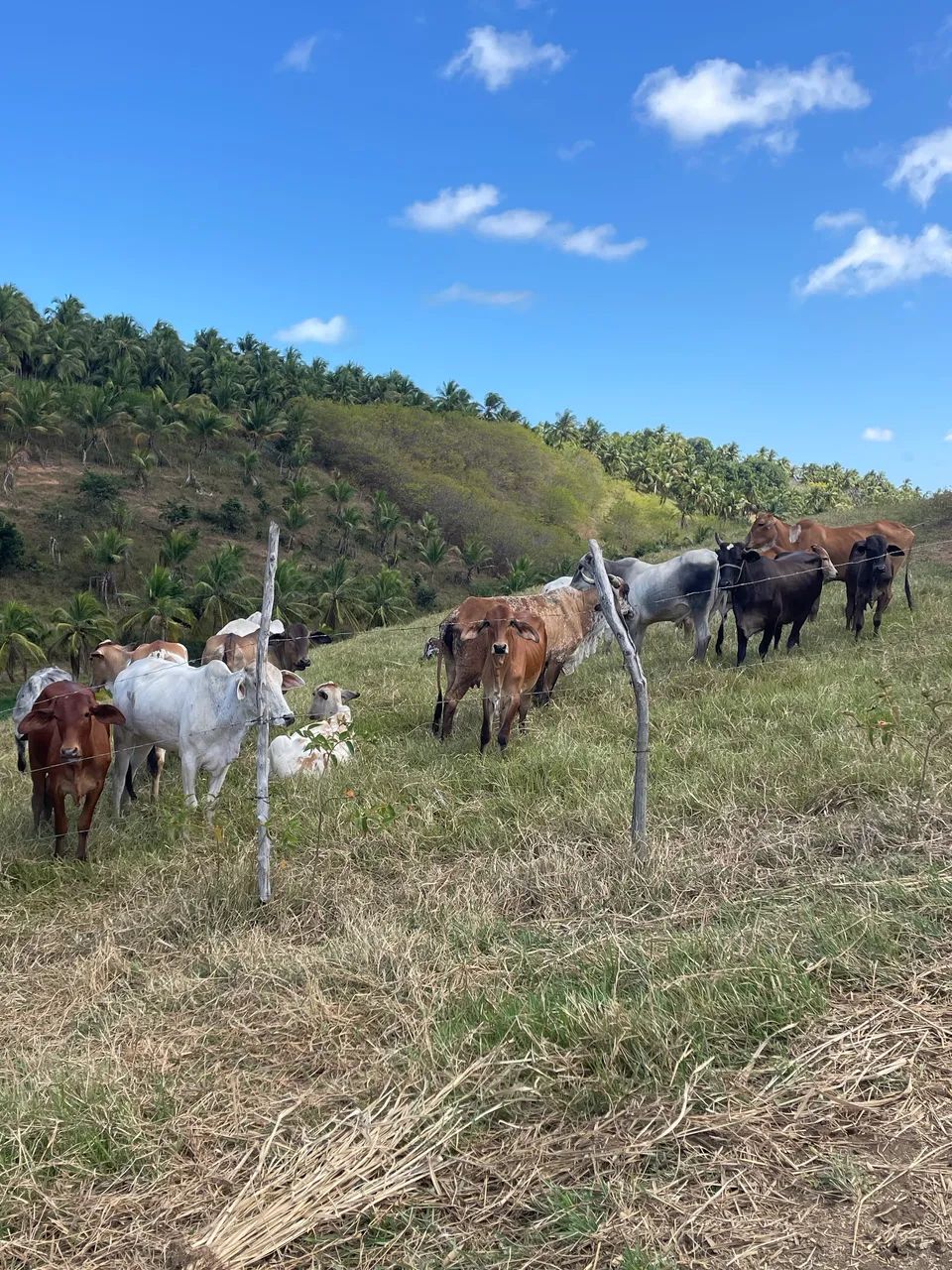 Gado a venda 