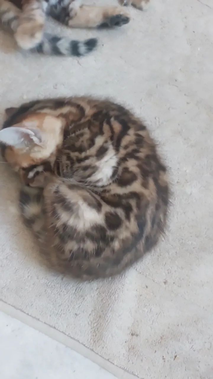 Bengal  - Foto 3