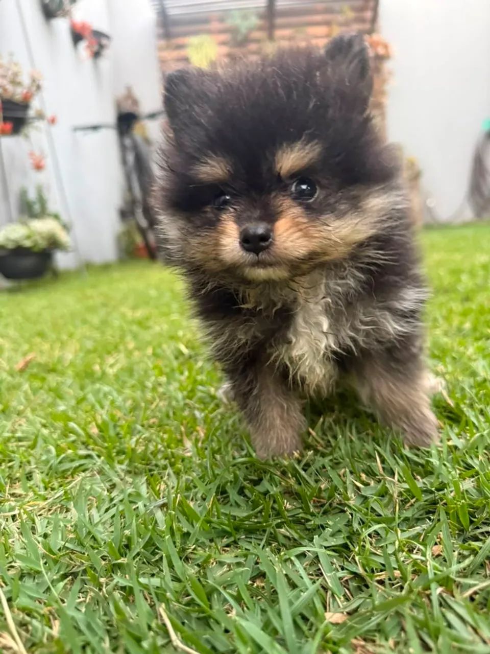 Spitz alemão  - Foto 4