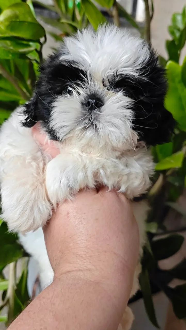 Lindo macho Shitzu micro a pronta entrega 