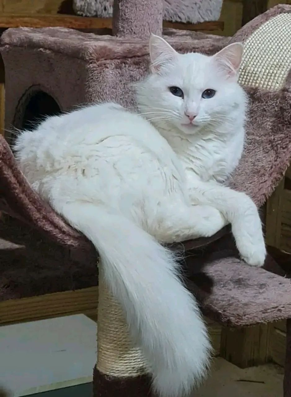 Filhote de Gato Angora65570229911427123