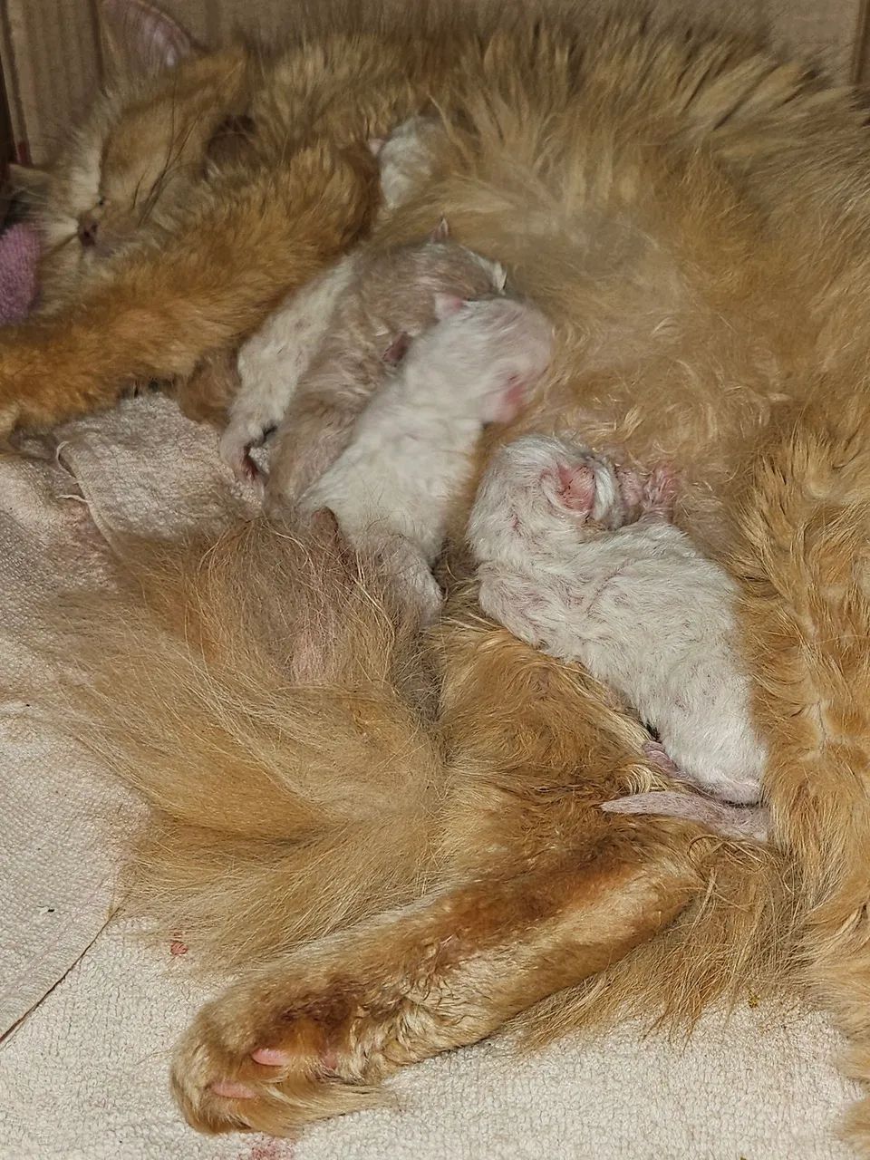 Filhote de gato ?  - Foto 4
