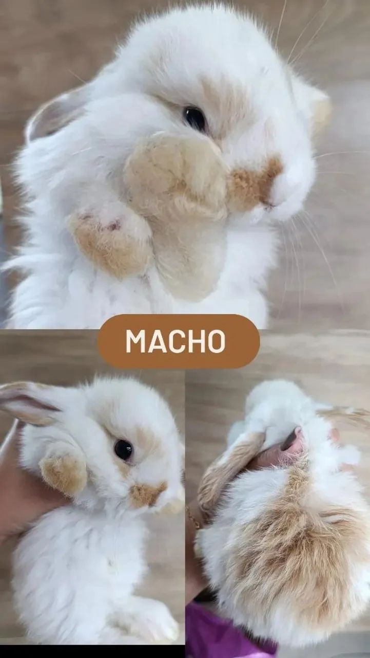Coelho Mini Lop Uruguaio  - Foto 5