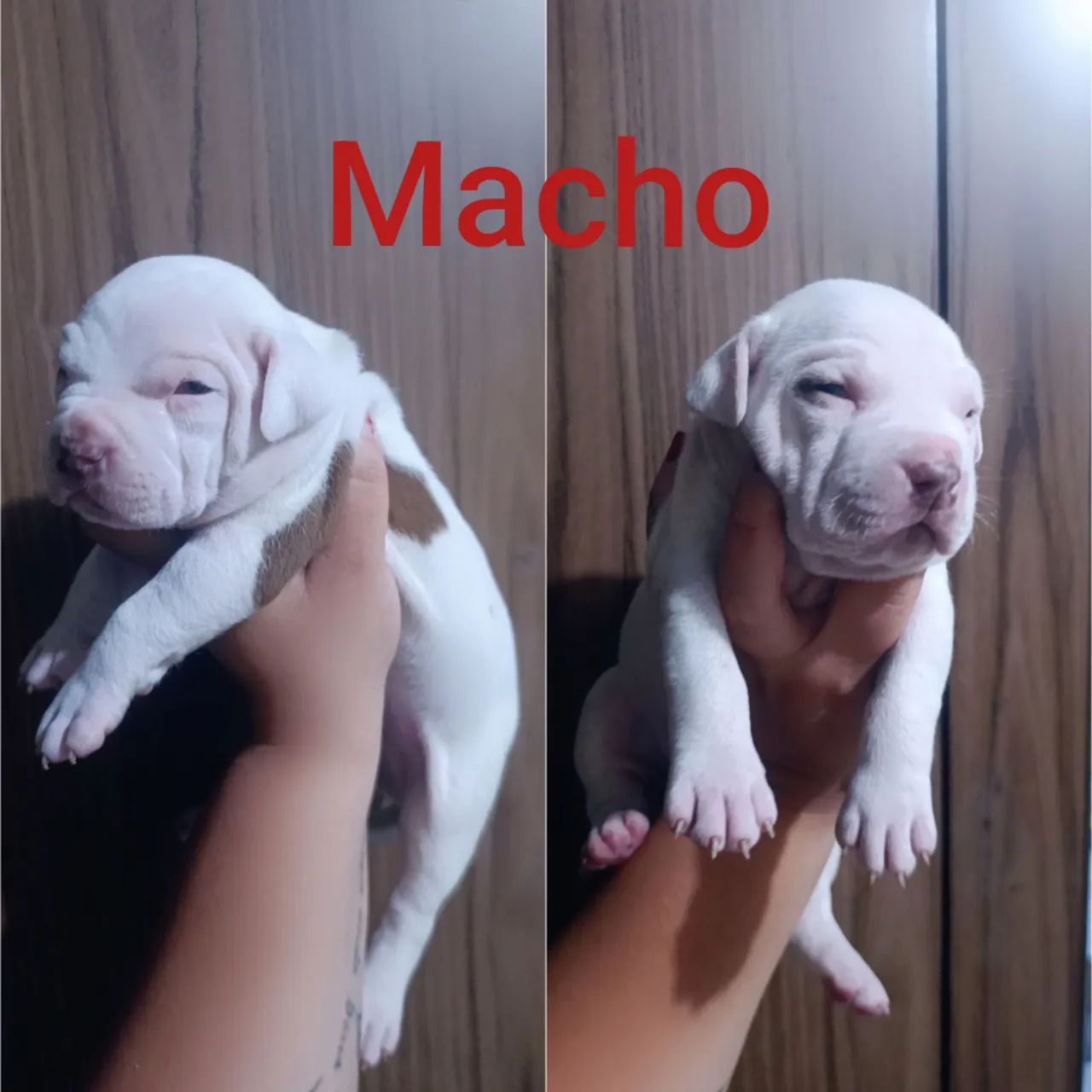 Filhotes de Pitbull disponível  - Foto 3