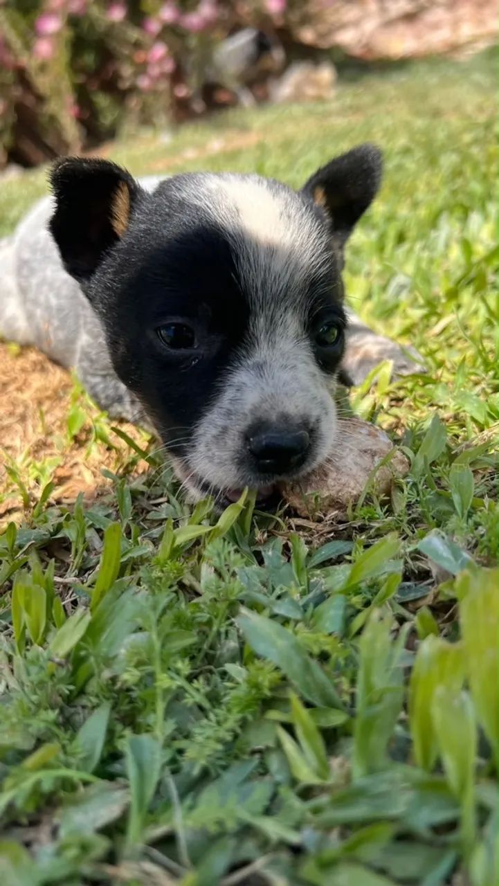 Blue heeler 