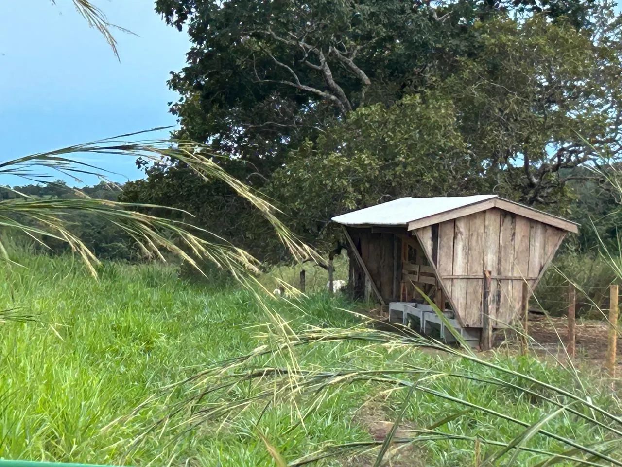 FAZENDA 111 ALQUEIRES 70 DE PASTO PERTO DE PARAÍSO - Foto 4