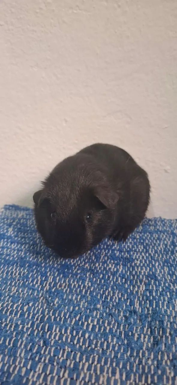 Porquinho da Índia Inglês Padrão Macho - Foto 3