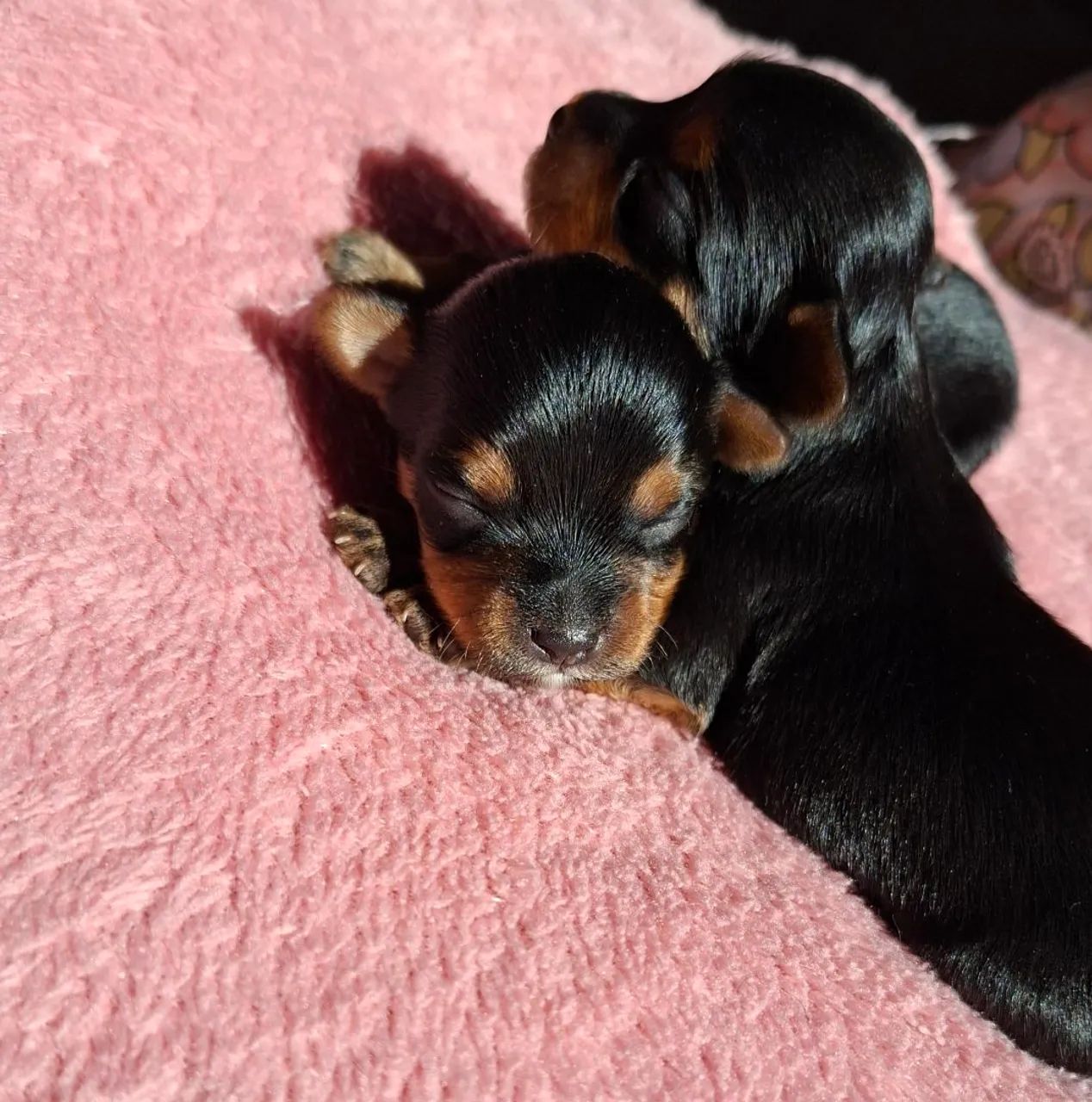 Cachorro  - Foto 2