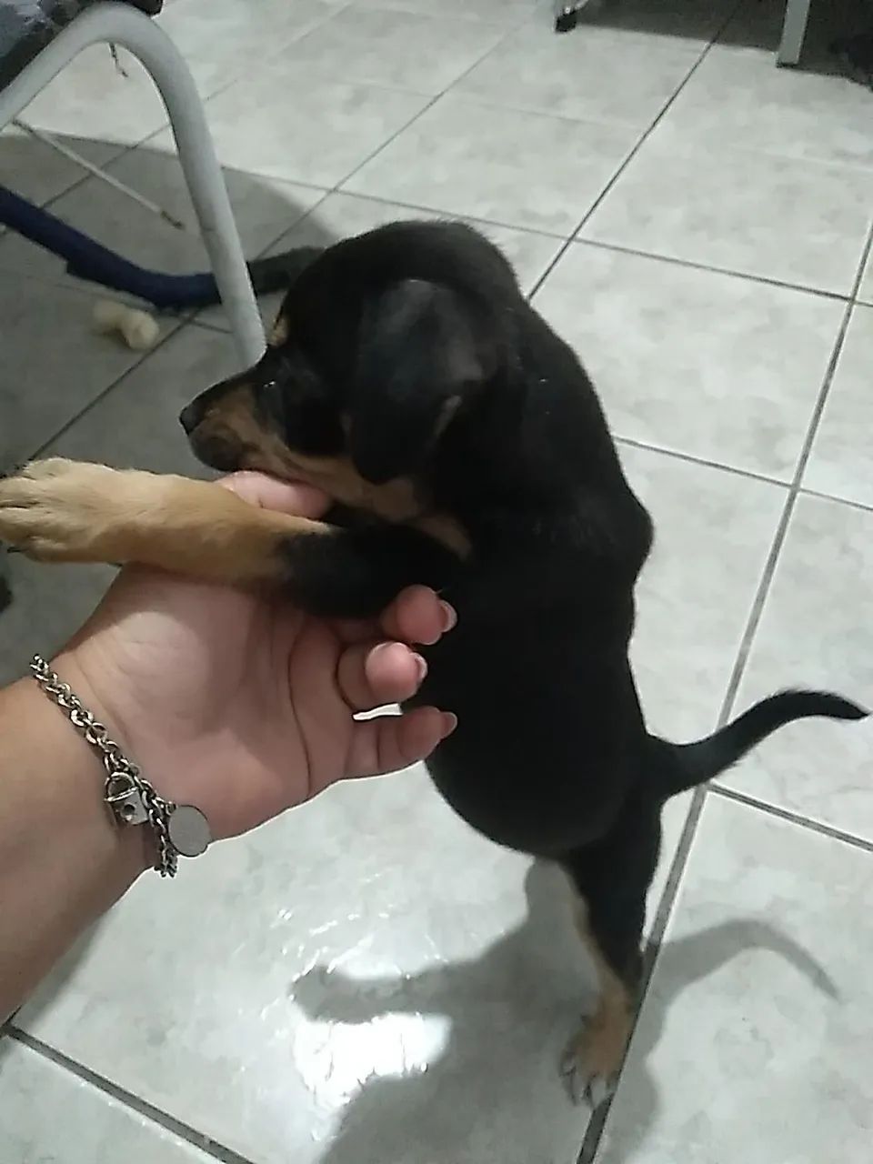 Adoção  - Foto 3