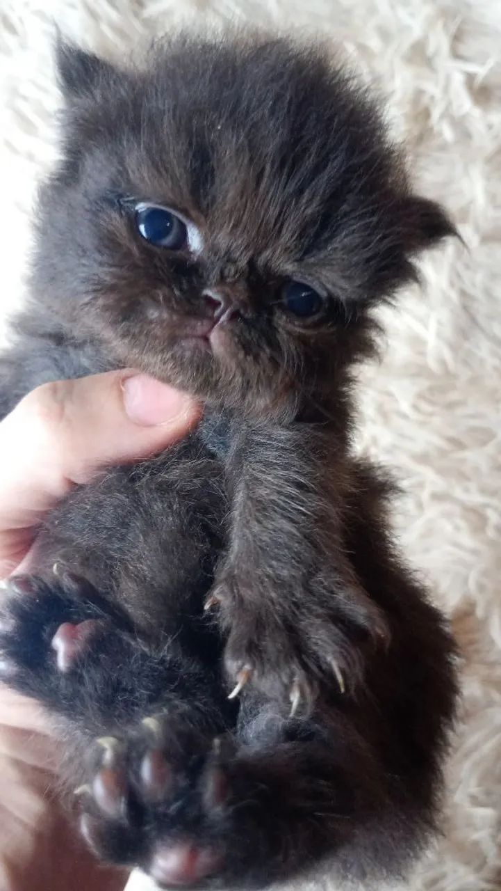 Gata persa pura - Foto 3