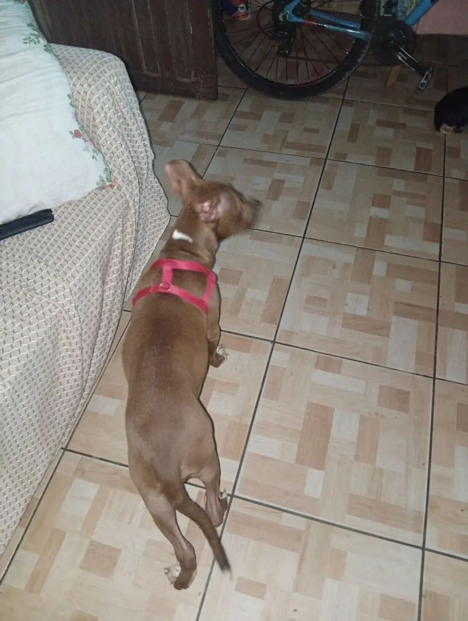 Cachorro  - Foto 4