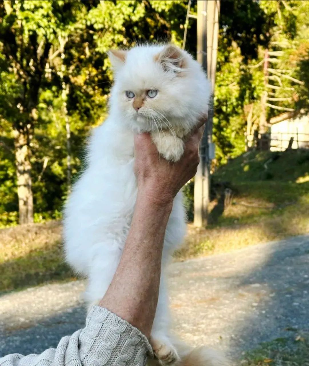 Gata Persa Toda Withe (Branca) - Foto 5