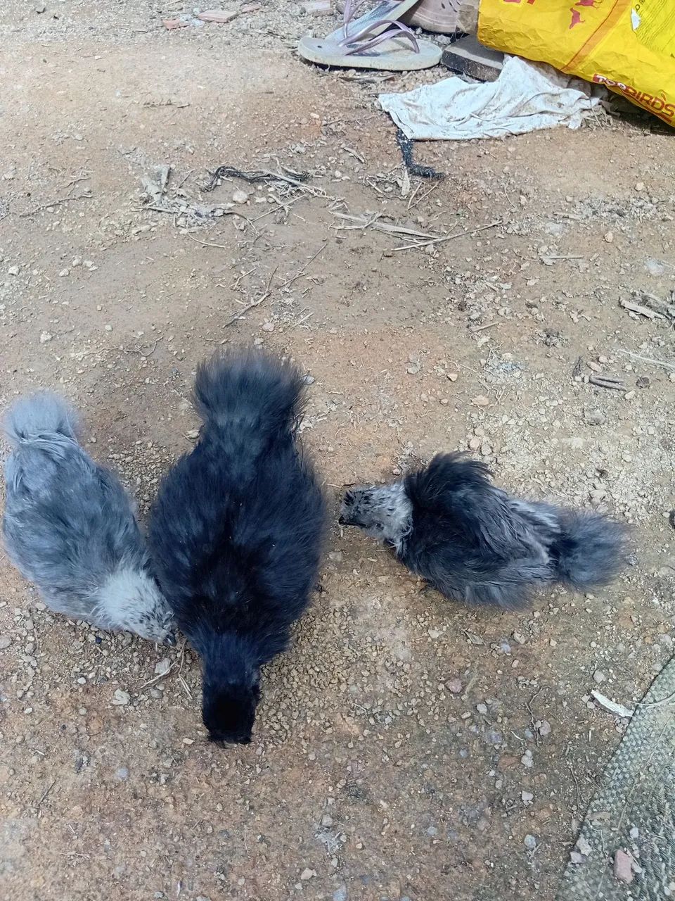 Sedosa  - Foto 2