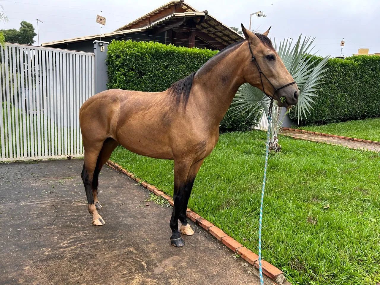Egua  - Foto 2