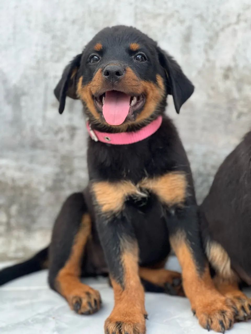 Cachorro - Foto 4