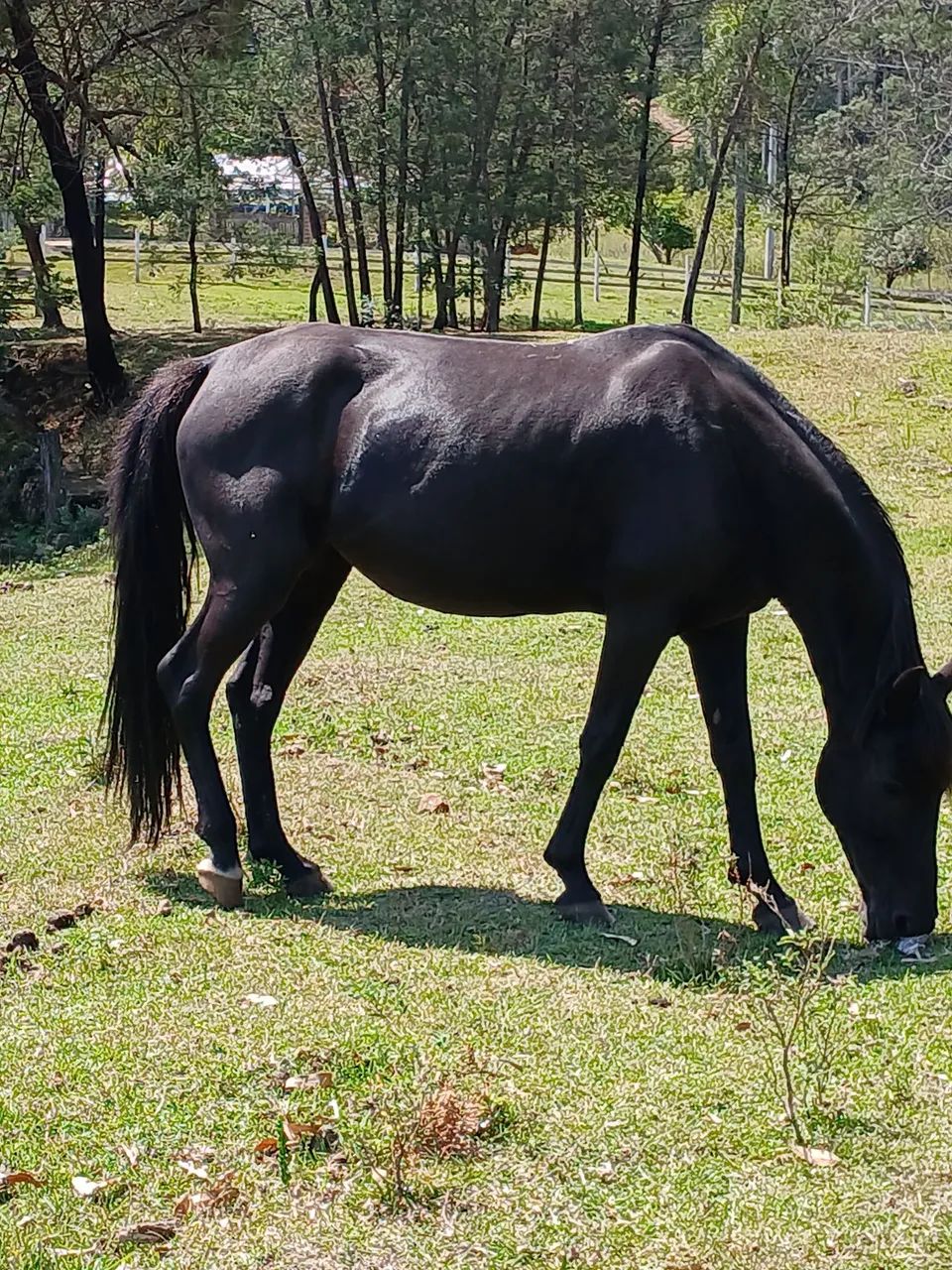 Cavalo. Égua boa de laço e corrida. - Foto 3