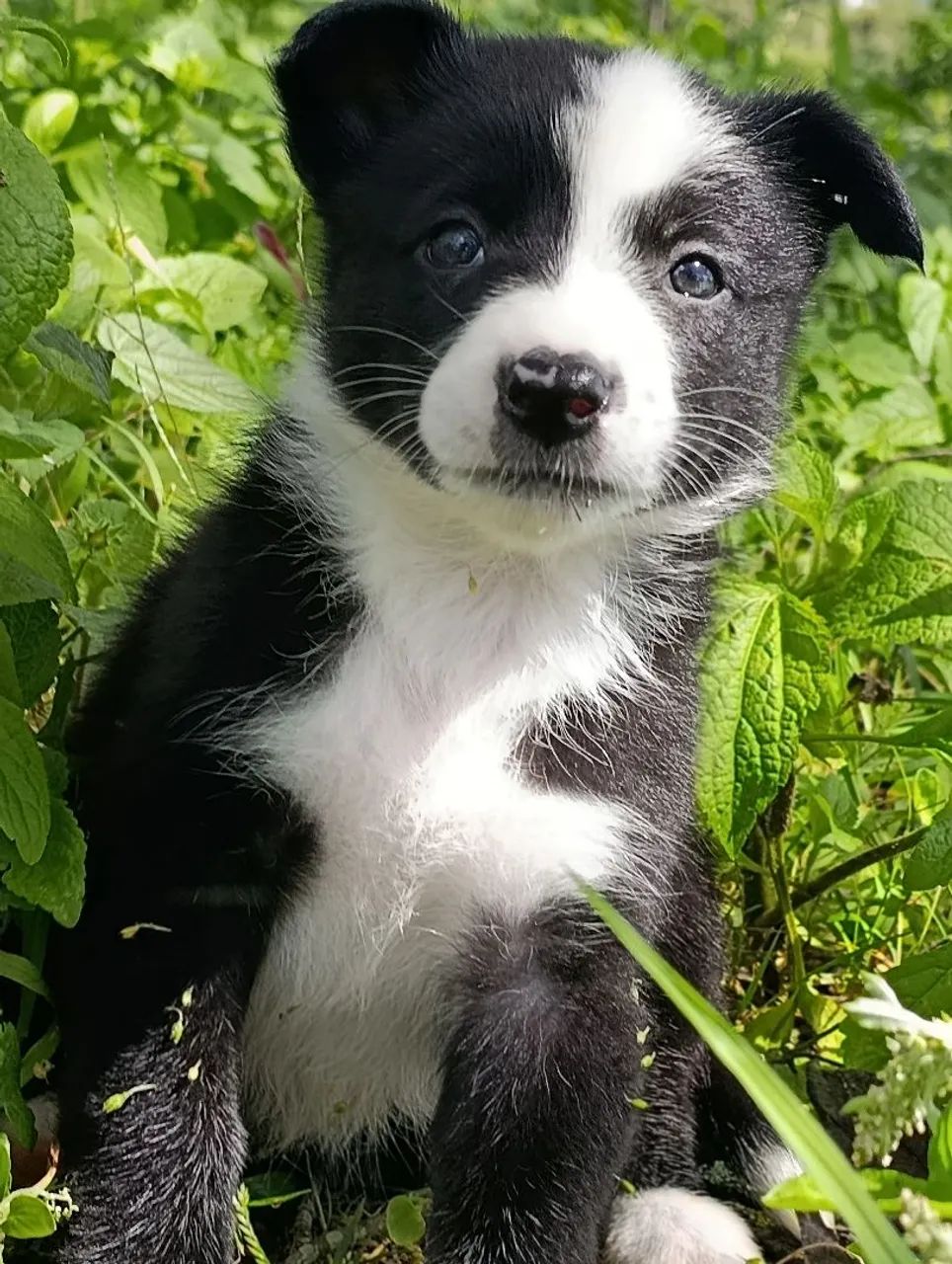 Border Collie  - Foto 5