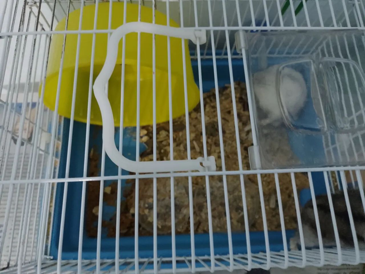 2 HAMSTERS 424794487469516801