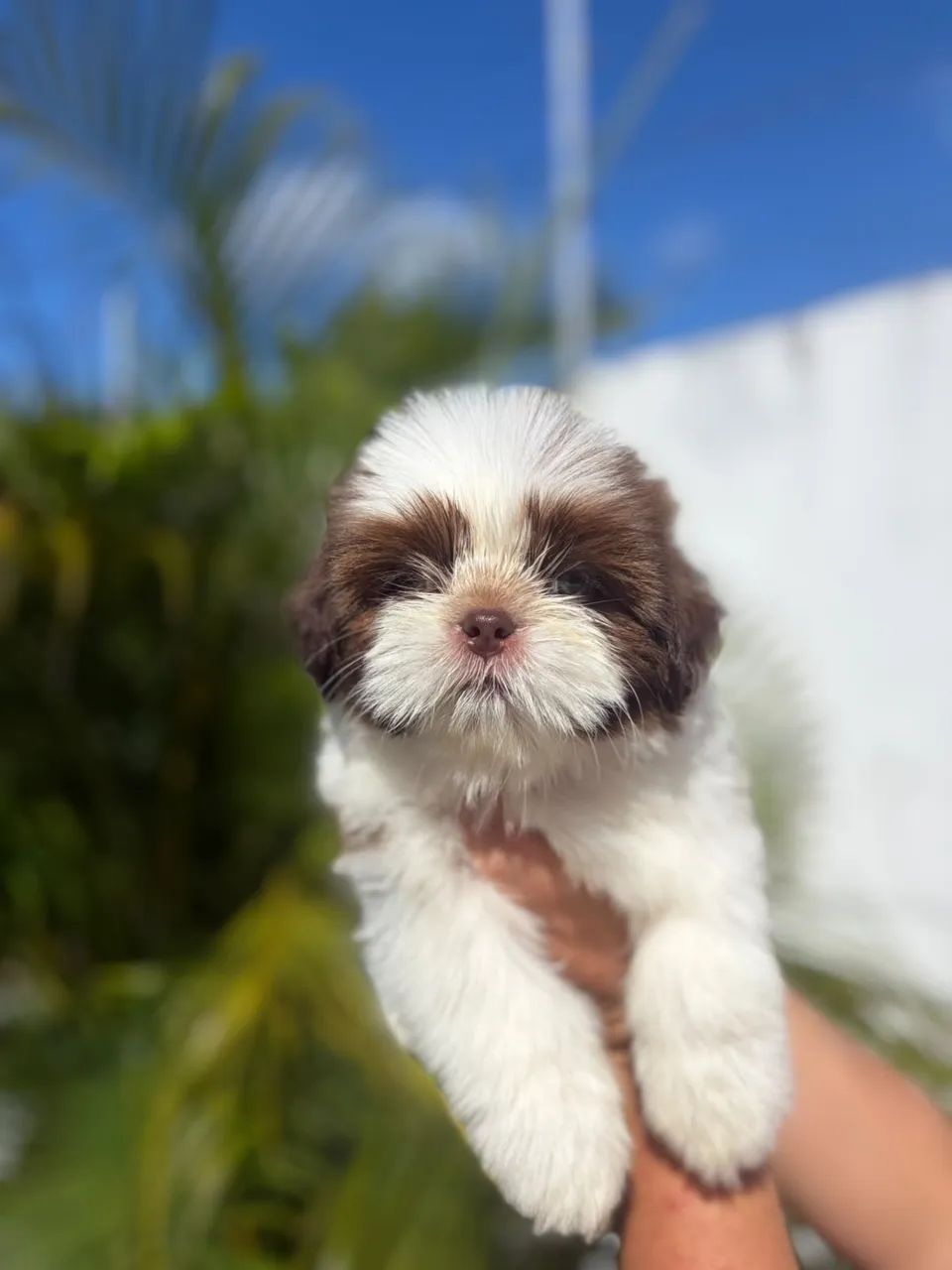 Shih tzu MACHO olhos azuis  - Foto 2