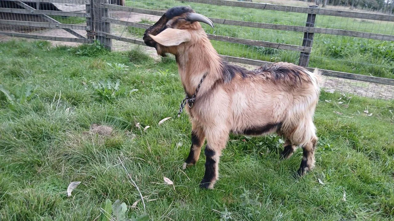 Cabrito macho - Foto 5