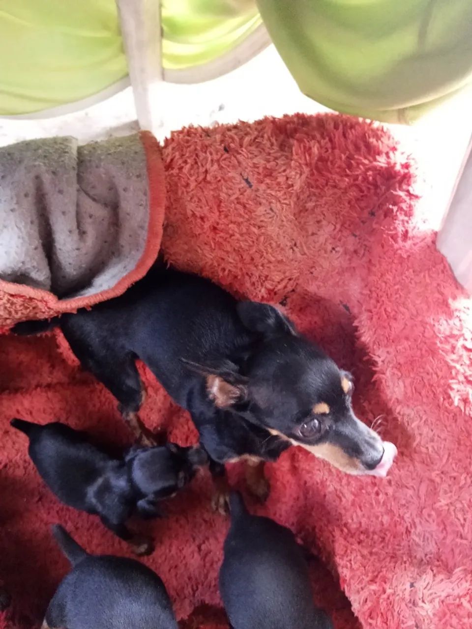 Animais  - Foto 2