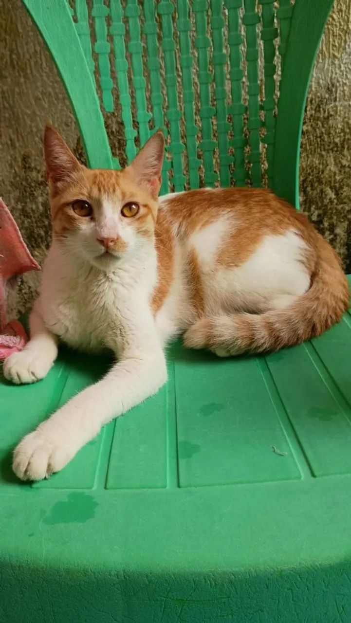Gatinho