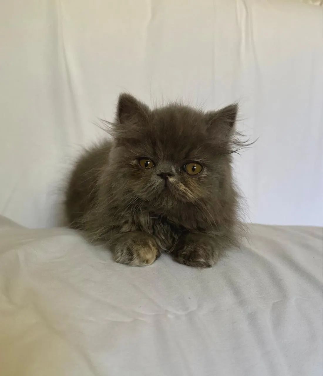 Gato Persa Fêmea e Macho - Foto 6