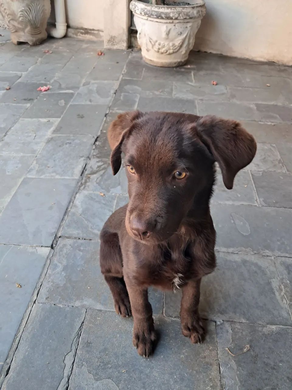 Cachorro  - Foto 2
