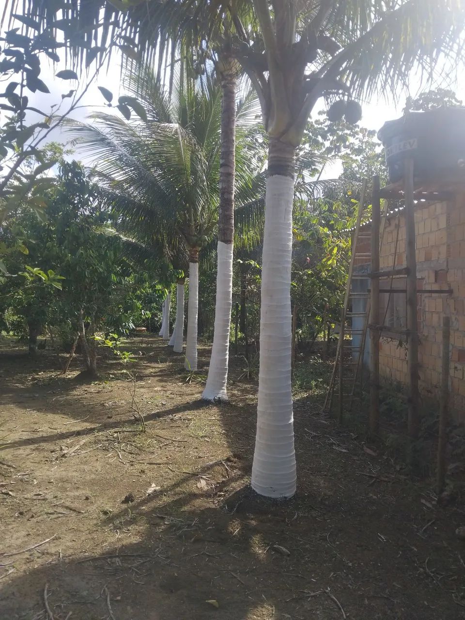 Escritura  - Foto 4