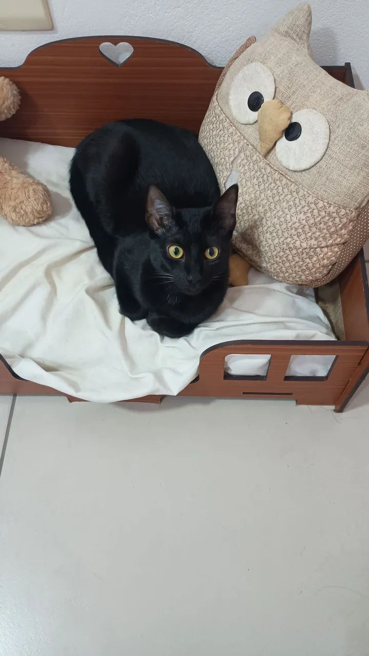Gata pra doação  - Foto 2