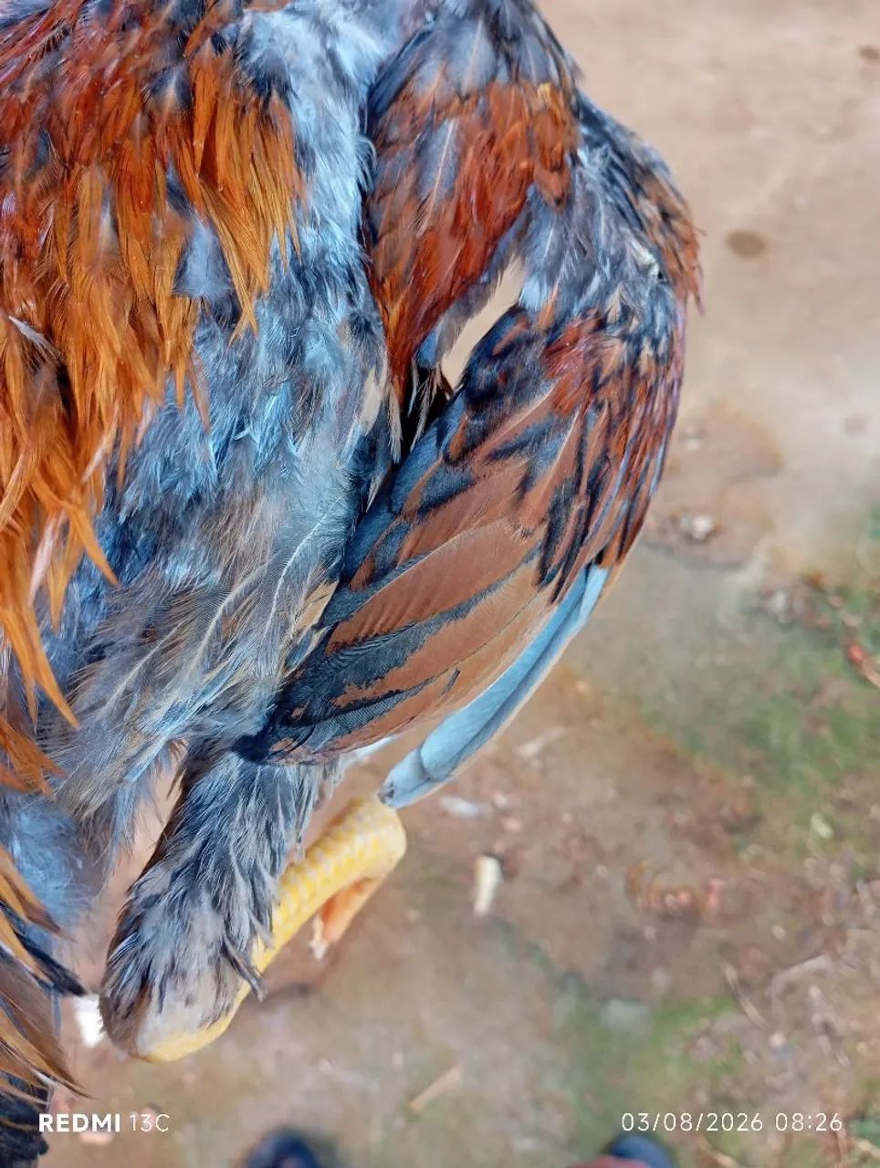 Frango índio apurado 