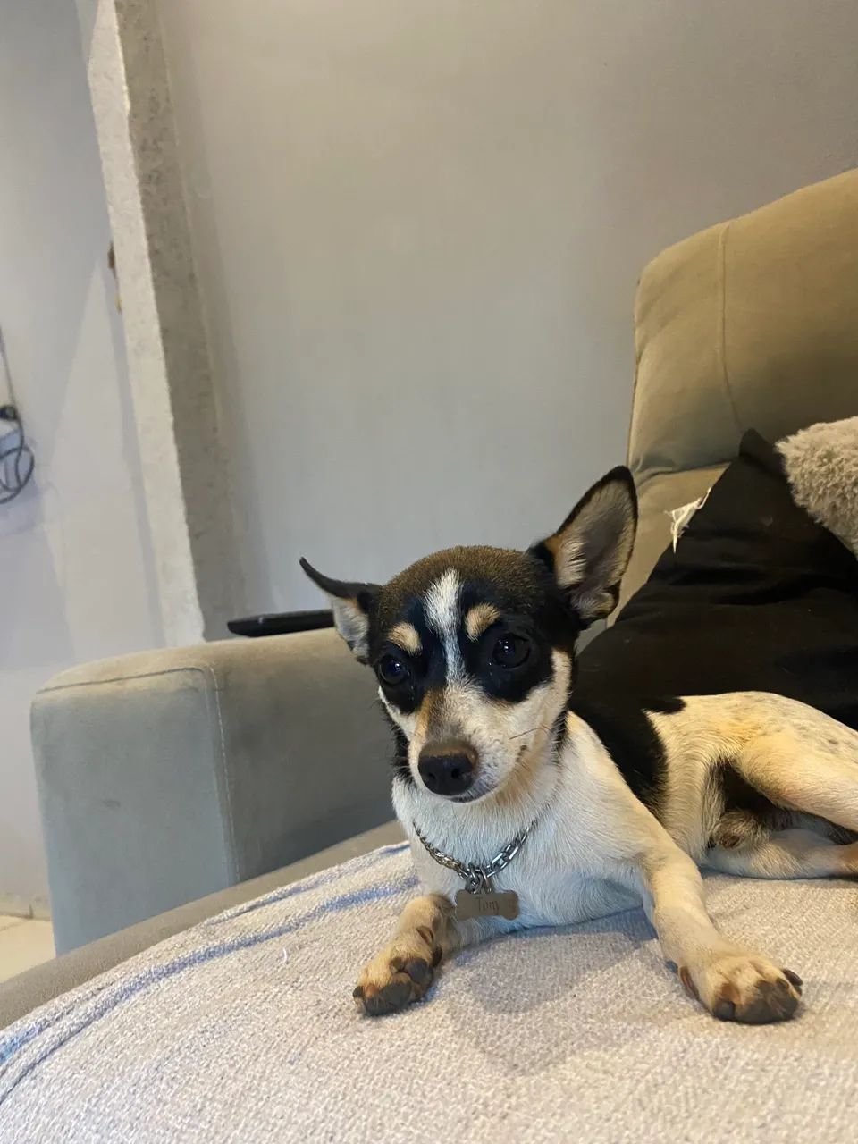 Disponível para cruza Pinscher - Foto 3