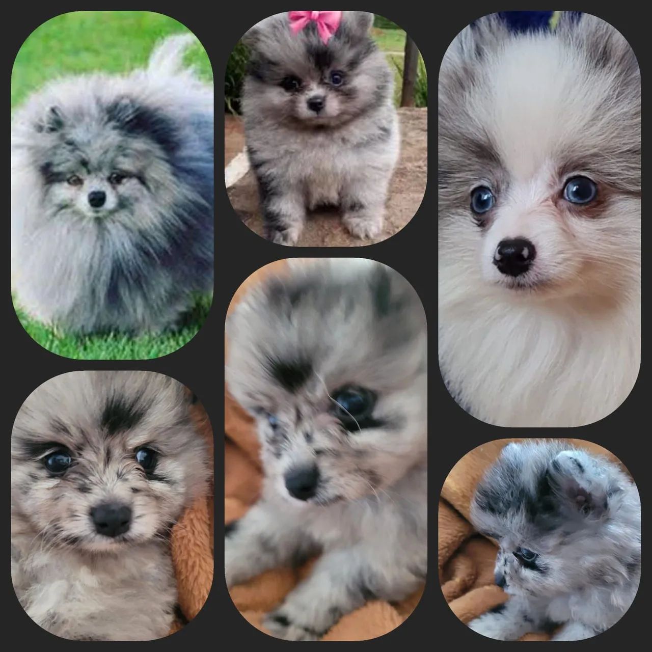 Lindo filhotes de Spitz Alemão Anão  - Foto 3