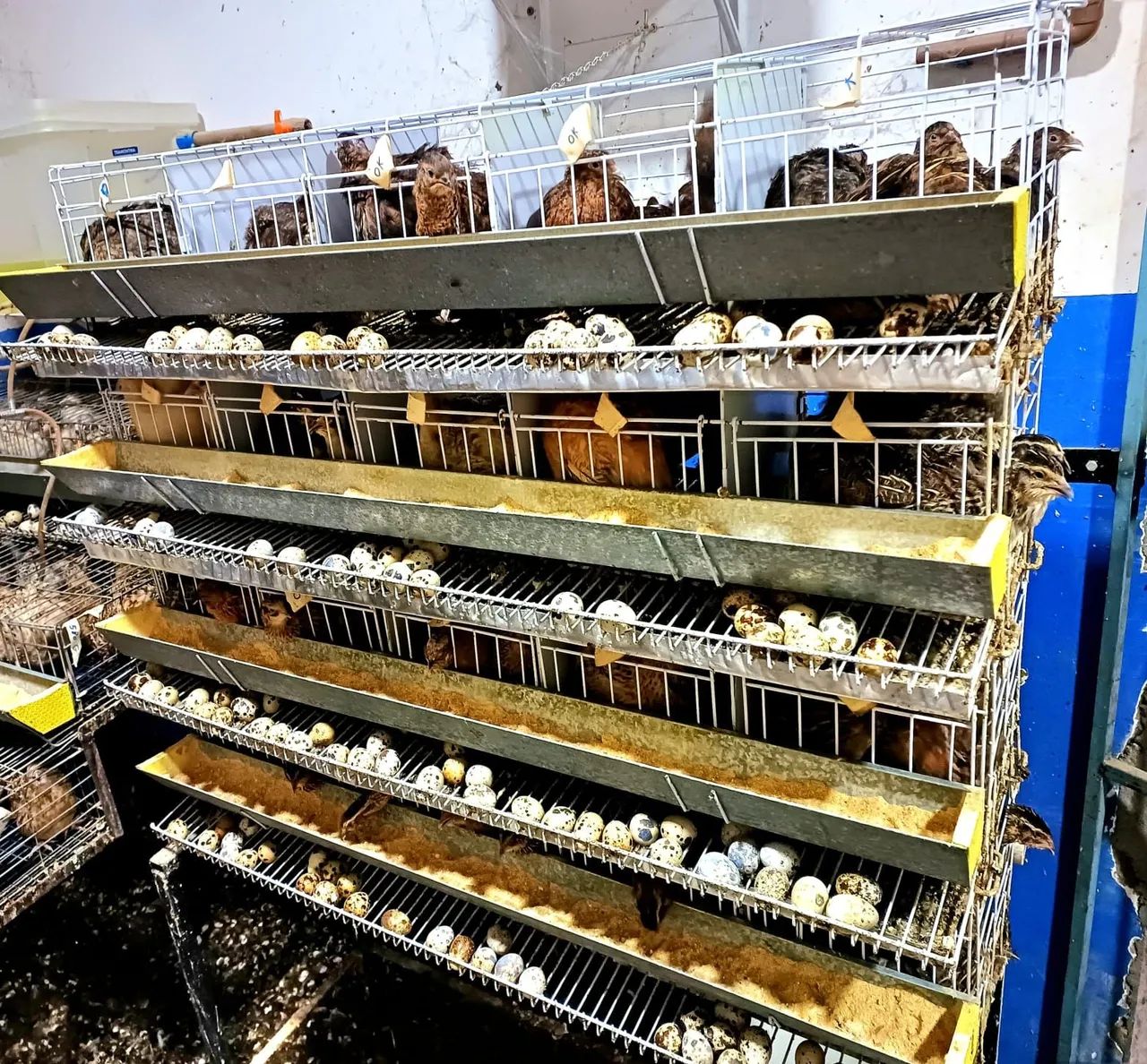 Venda de codonas em fase de crescimento  - Foto 5