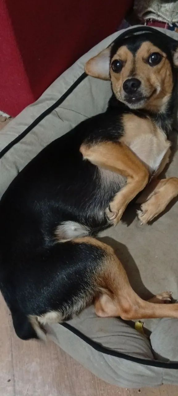 Doação de dois cachorros - Foto 4