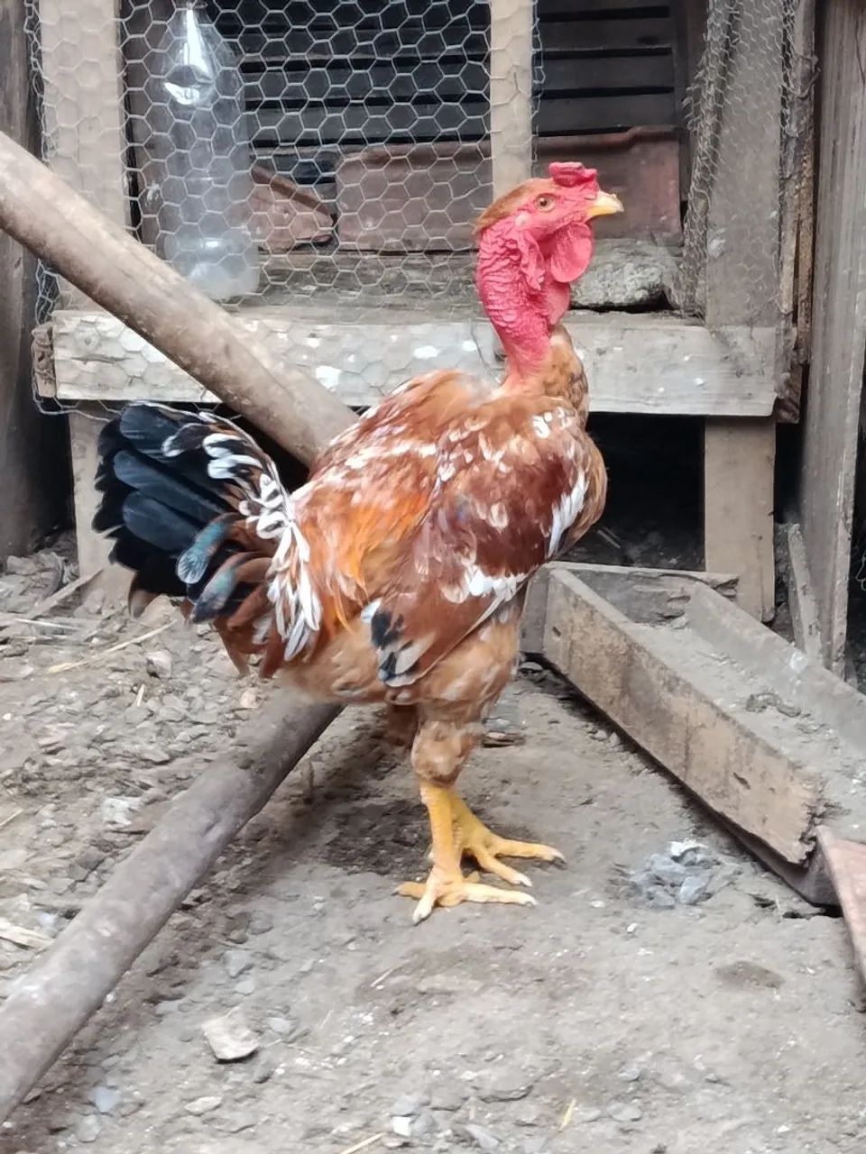 Frango Novo 