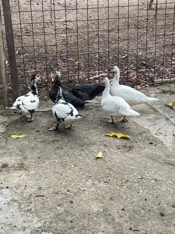 Pato  - Foto 2