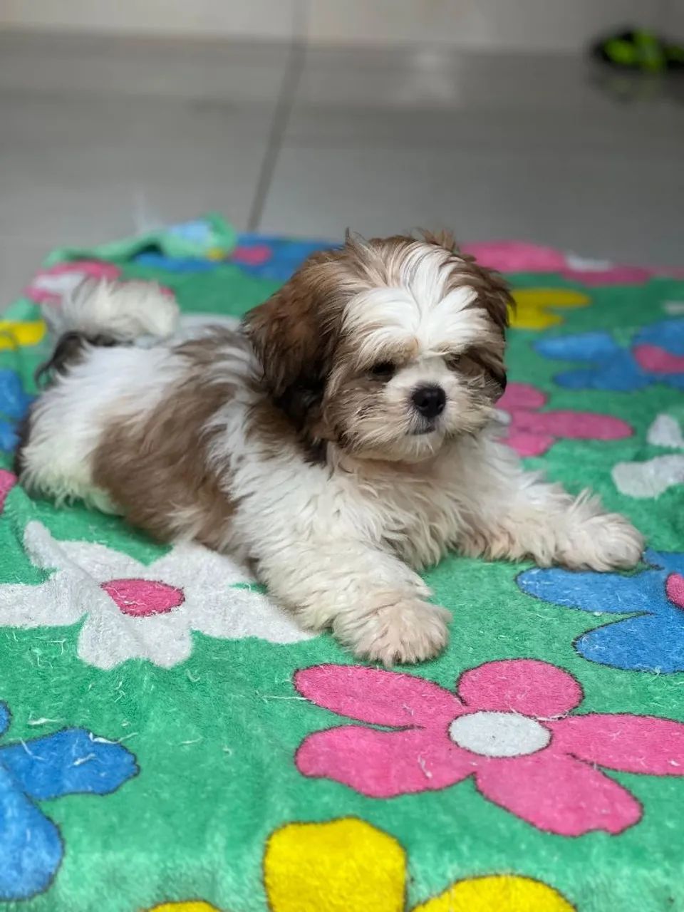 Shih tzu  - Foto 2