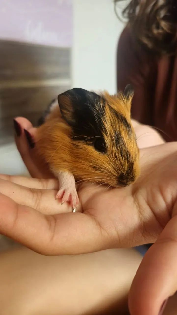 Filhotes de porquinho da india machos. - Foto 3