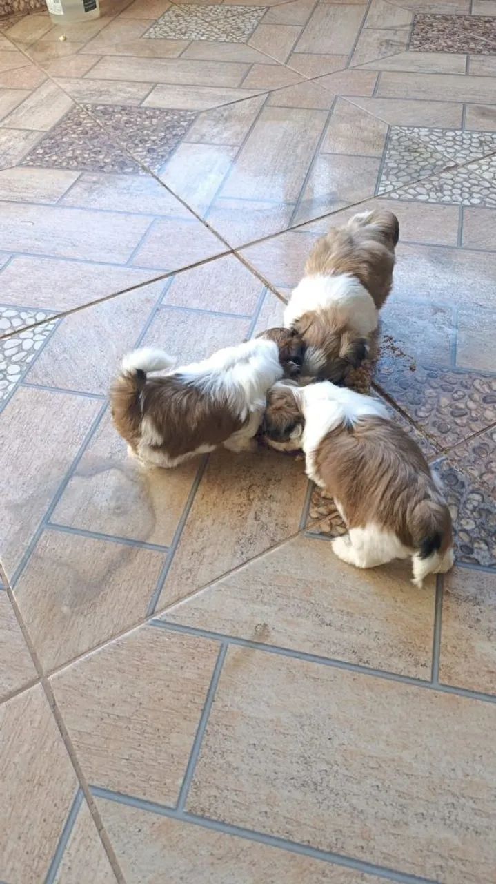 Cachorro - Foto 5