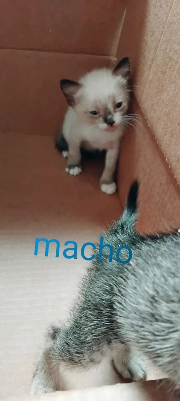 Gatos  pra adoção  - Foto 3