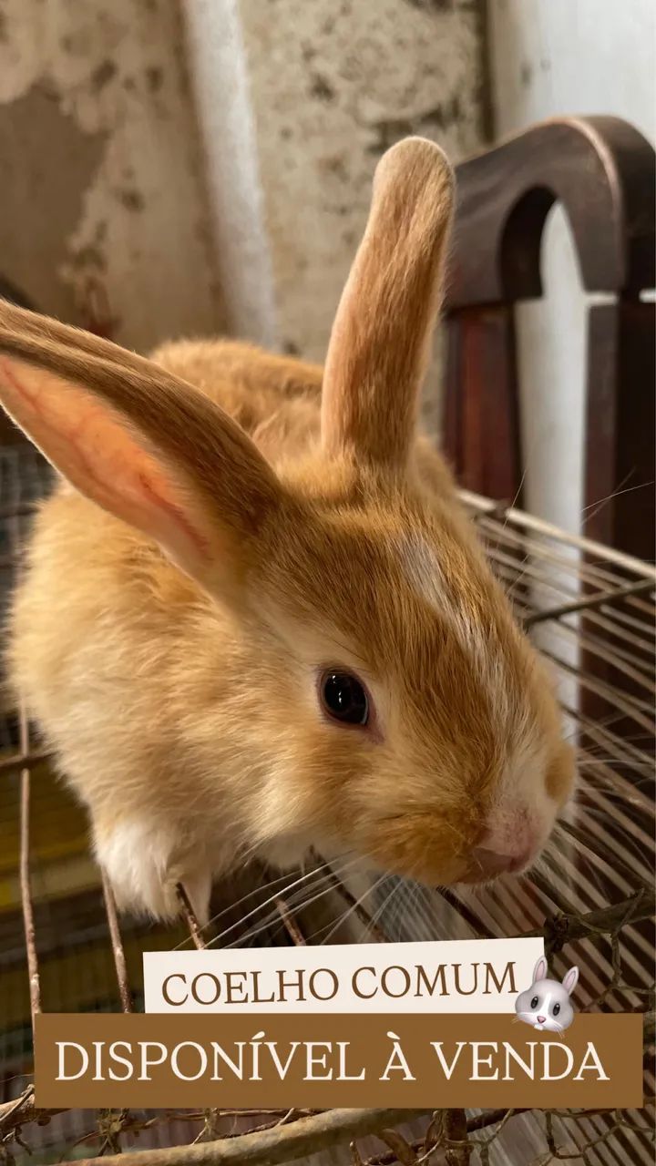 Coelhos comuns  - Foto 5
