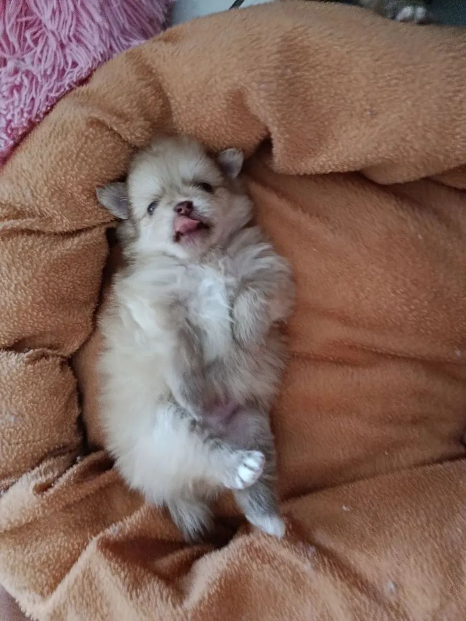 Spitz alemão macho anão  - Foto 3