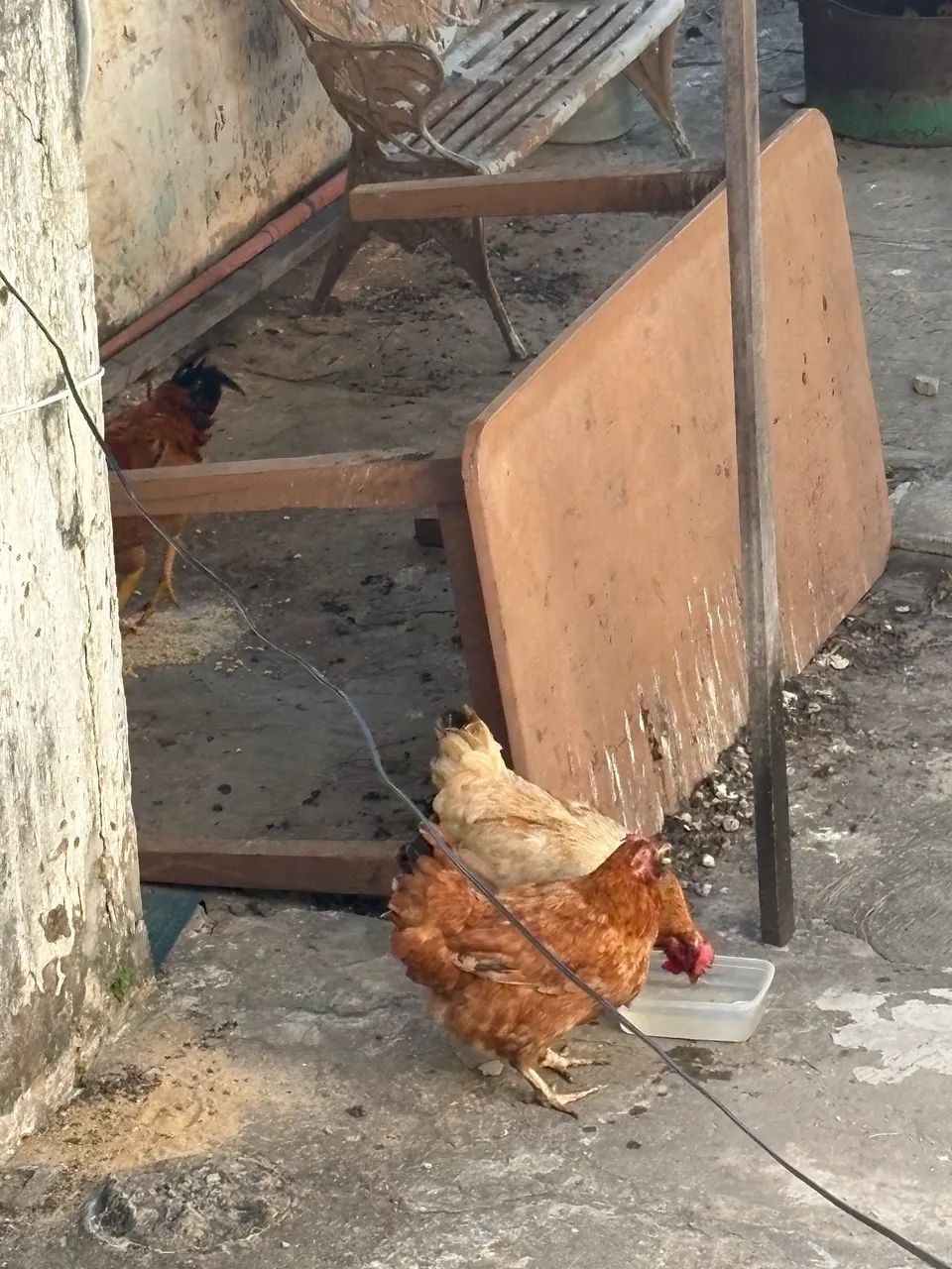 Galinhas e galo - Foto 2