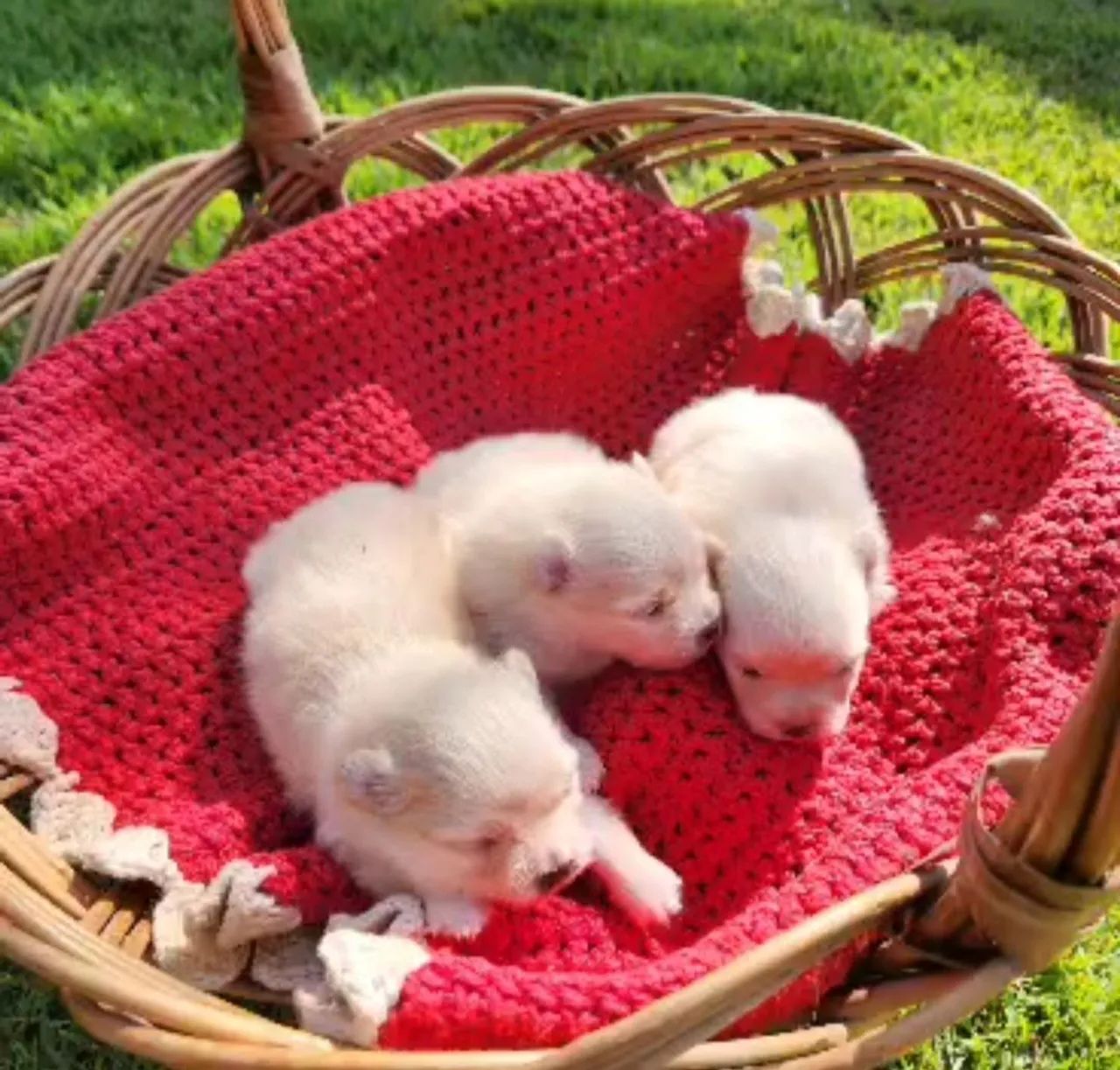 Animal - Foto 3