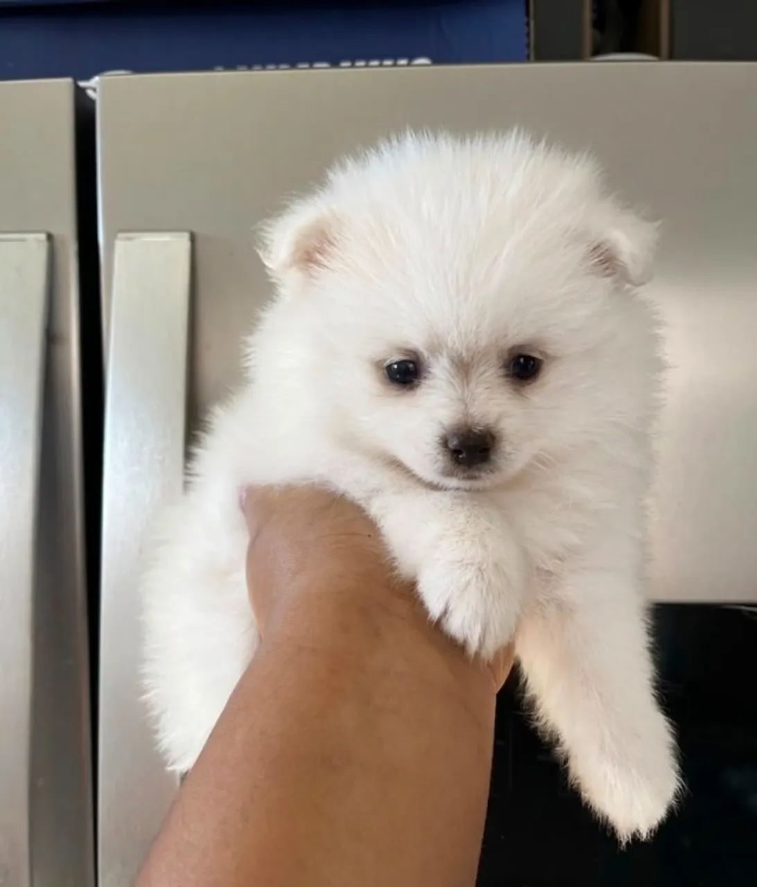 Spitz Alemão Anão Filhotes Com Procedência. 