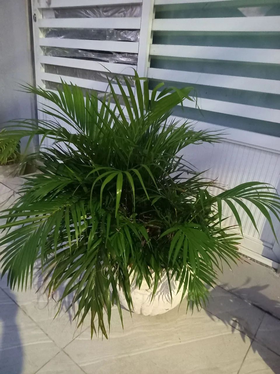 Plantas - Foto 2