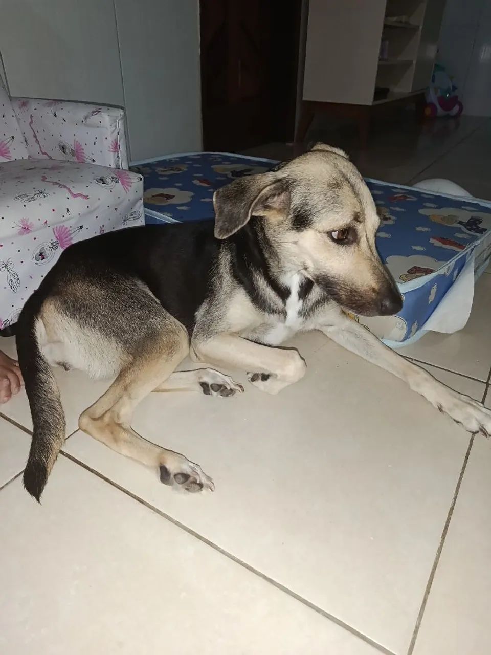 Adoção de três cachorrinhas - Foto 4